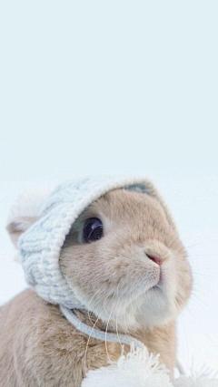 玖笙φ(>ω<*)采集到动物