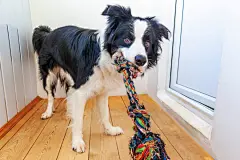 点击来源直接获取大图文件 |可爱的边境牧羊犬幼犬嘴里叼着彩色绳索玩具的有趣肖像。家里的新可爱家庭成员小狗正在和主人玩耍。宠物护理和动物概念。