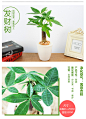 发财树绿萝办公室盆栽虎皮兰栀子花室内盆栽文竹吊兰绿植水培植物-淘宝网