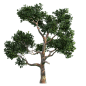 【图片素材】树木 PNG图片（3）