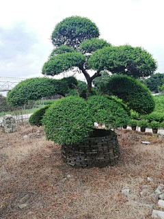 麦冬设计MADE采集到Landscape-常用植物