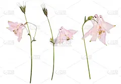 一种粉红色水仙花的干压花，孤立在白色的背景上