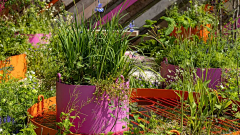 靓馨宝贝采集到C—Chelsea Flower Show