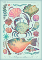 Aequoreus creaturae : Various illustrations depicting a variety of sea creatures inspired by vintage encyclopedia art. The animals, plants and the lettering were created with watercolors and later digitally processed.