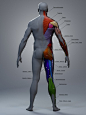 Anatomy for 3D Artists, Atilla Ceylan : Sculpt and muscle-paintovers commissioned by 3dtotal.com Ltd.
Featured in the Art Book: Anatomy for 3D Artists