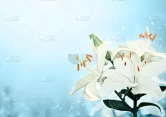 美丽神奇的春景与白色的百合花