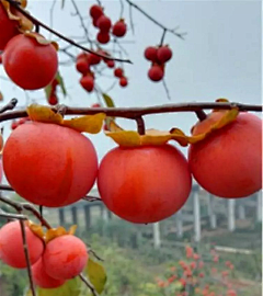 青春剧场版采集到水果