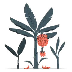 香蕉树插画