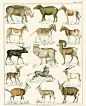 账房先生的相册-Oken Mammals Prints