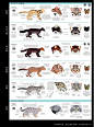 P8:豹猫、西表山猫、扁头猫、锈斑猫、渔猫、兔狲