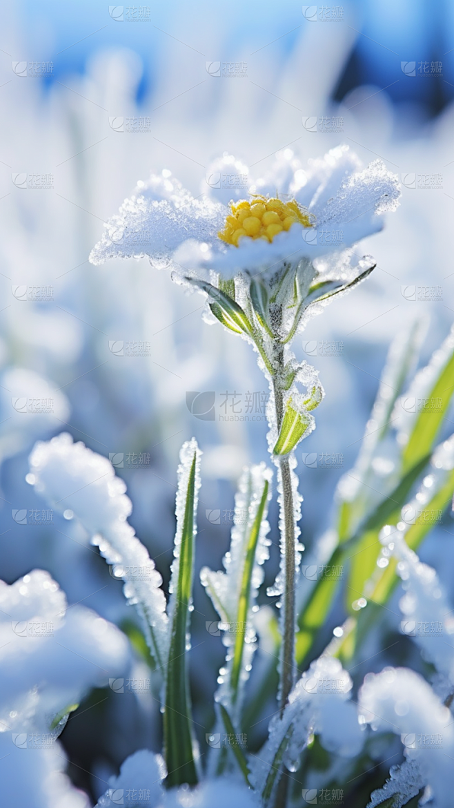 冬天冬季冬日雪景风景植物背景