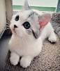 Cutest Cat with Black Eyes.: