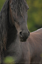 scarlettjane22:

Friesian stallion Radus 
Gosia Mąkosa Equine Art & Photography
