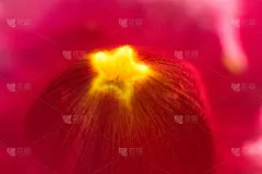 红红花的微距镜头