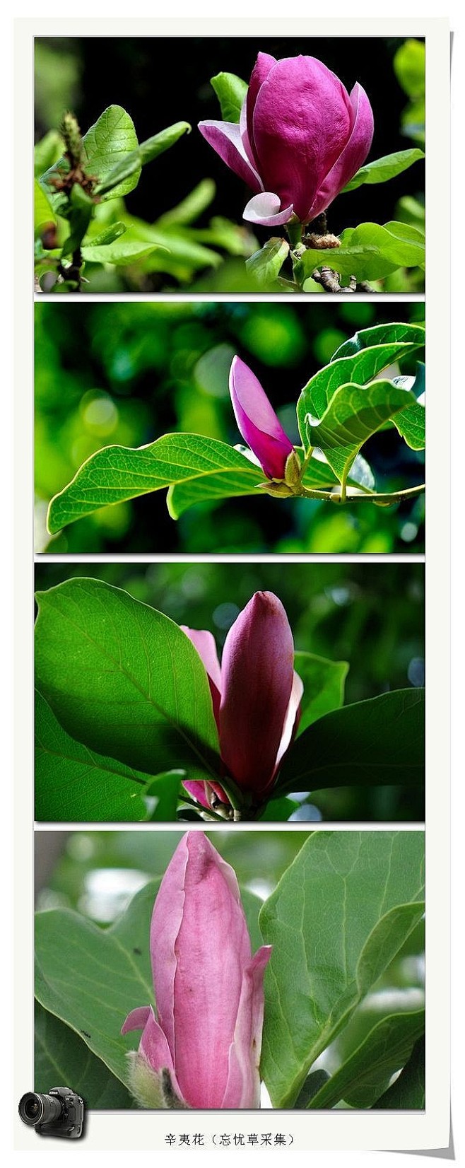 又名木笔花,望春花,玉兰花,为木兰科落叶灌木植物辛夷的花蕾.