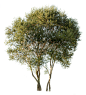 28 DIVERSE TREES PACK : 28 DIVERSE TREES PACK 780 MB zip folder including 28 PNG Files HIGH DEFINITION IMAGES / METICULOUS MASK READY TO USE IMAGES, FREE FROM CUTOUT-TREES LOGO   Check the preview and zooms of each included png file: 28 DIVERSE TREES PACK