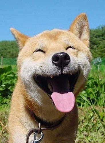 欢笑的狗狗最可爱了#狗狗##动物#
