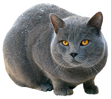 猫PNG_@宇飞视觉