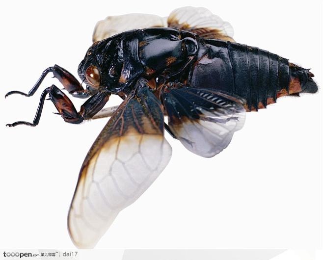 昆虫世界-展翅的甲虫