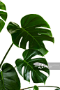 棕榈屋植物孤立在白色图片素材