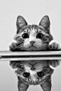 可爱猫咪萌宠图片个性的手机壁纸http://www.kutoo8.com/
