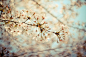樱羽流萤——一棵开花的树