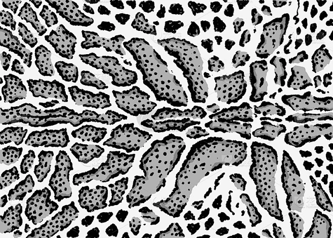 Clouded Leopard Skin Pattern Design Leopard Spots素材 花瓣网 