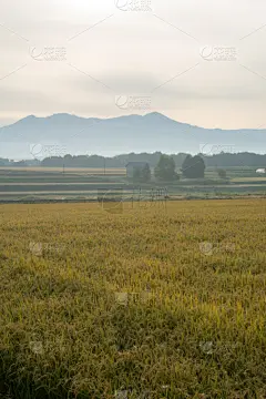早晨,稻田,垂直画幅,天空,贺卡,留白,无人,旭川,户外,田地