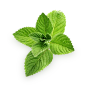PNG 薄荷叶 植物 叶子 (8)