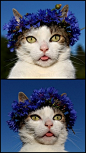 Pâté wearing a knapweed flower crown.