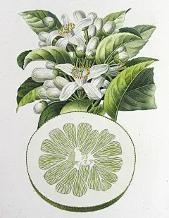 【植物插画系列图集下载】创意叶子草本花卉绘本绘画