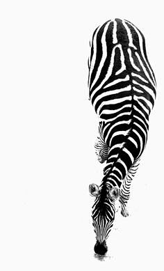 Zebra, animal black ...