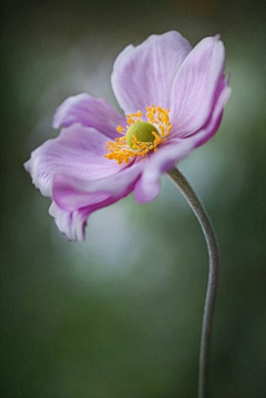 翠玉竹林采集到花卉