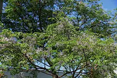 珠树的花