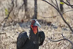 南地犀鸟，Bucorvus leadbeateri或Bucorvus cafer是世界上从肯尼亚到南