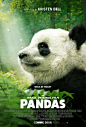 Mega Sized Movie Poster Image for Pandas (#2 of 2)