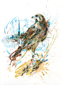 Flight - Paintings in ink and tea