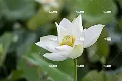 莲花 花 白色的花 美丽的花朵 荷花 自然 花壁纸 水生植物