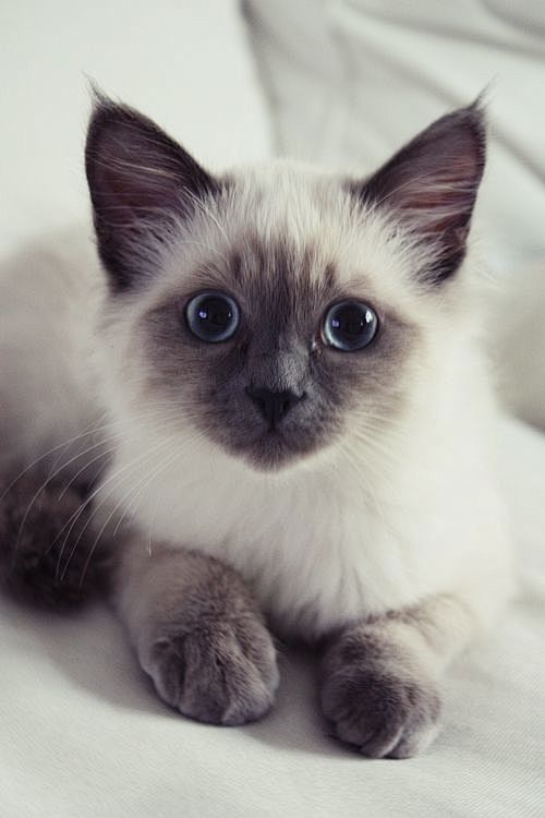 Beautiful kitty - I ...