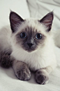 Beautiful kitty - I want one!