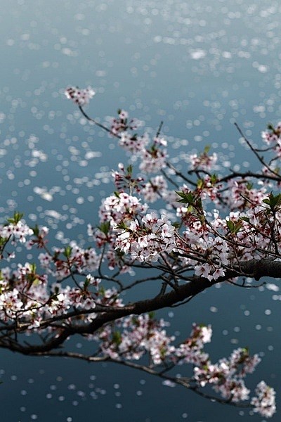 燈笼，桜花，坂道，神社，古典，没抵抗力