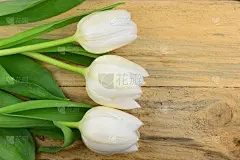 郁金香,古典式,木制,华丽的,白色,贺卡,复活节,边框,水平画幅,无人