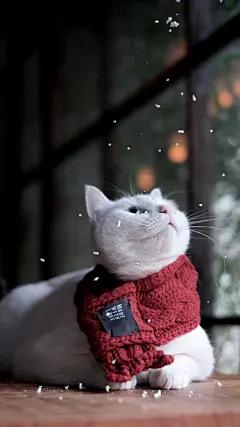 送你一组壁纸，把我存在屏幕里，我天天陪你看雪...#酥饼君的日常#