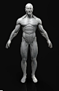 ✋This is a high poly model of the   male human figure with extremely accurate anatomy. I would be very impressed if you found a more accurate model anywhere else!Shows the outer muscle layer. 3d modeling character 3d modeling human