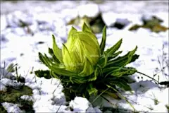 冰山雪莲_百度图片搜索
