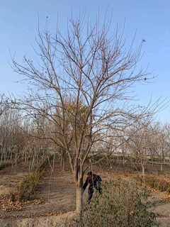 东方的鱼采集到植物单体图片(乔灌木)