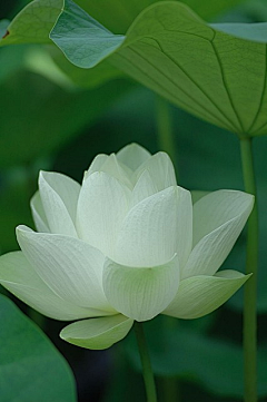 竹青闻采集到花
