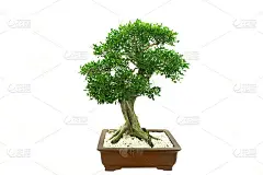 白色背景下的中国古典艺术盆景