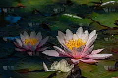 粉色的睡莲或荷花，花园池塘中的紫锥菊。特写。白雪花瓣和叶子上有水滴的仙女。花卉景观的自然壁纸与复制空
