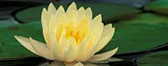 出水莲花桌面壁纸